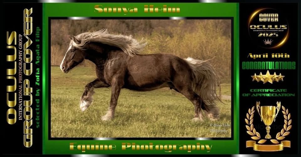 Award-winning photograph of a dark horse with flowing mane galloping through a grassy field.