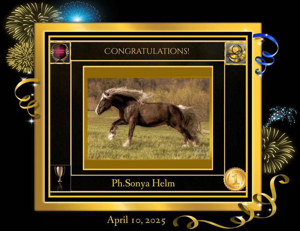 Decorative award certificate with fireworks featuring a galloping horse photograph.
