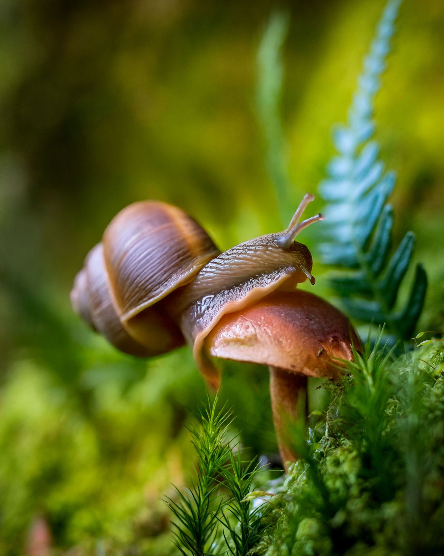 Two brown mushrooms growing among green ferns in macro nature photography.