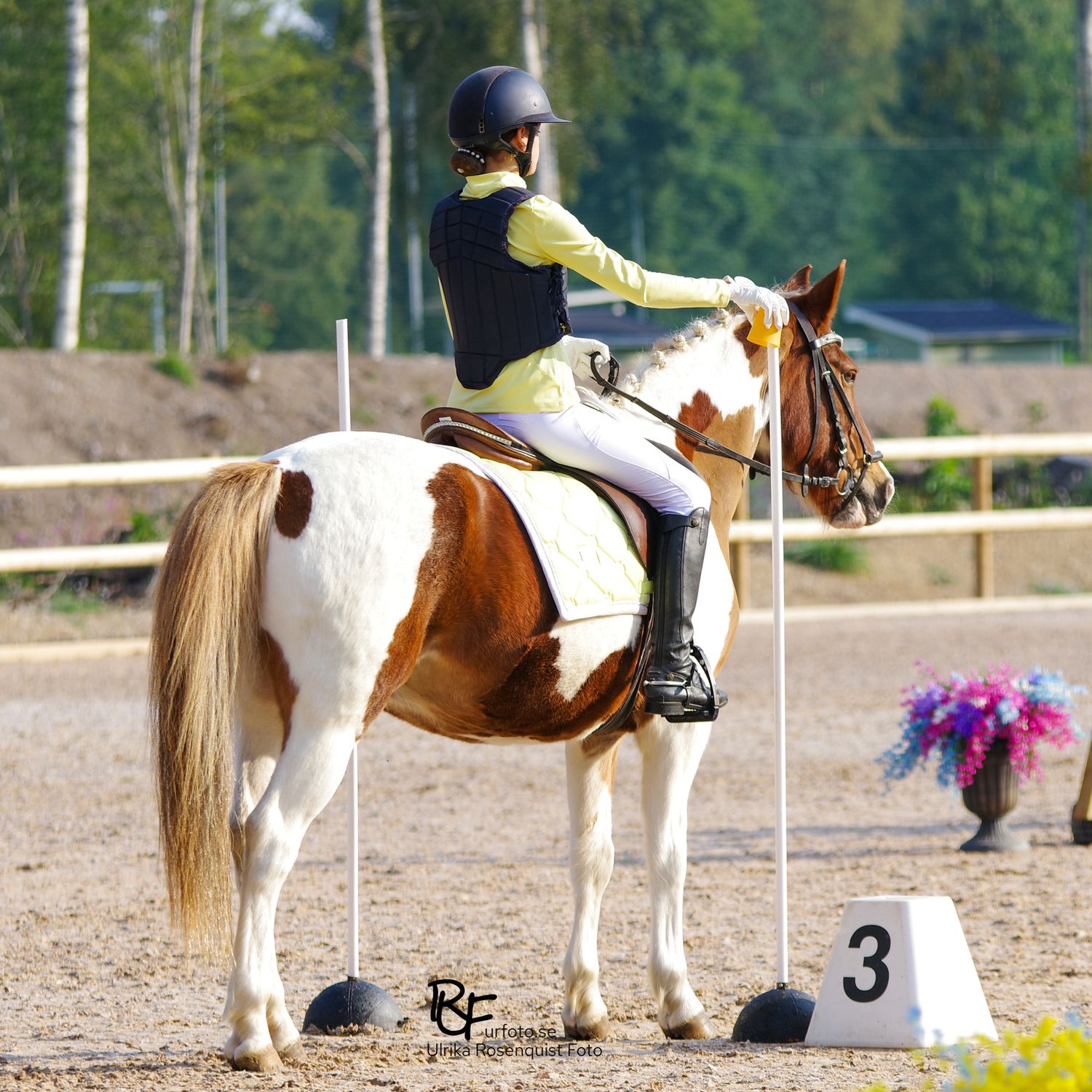 Ryttare i svart hjälm och gul skjorta som rider Working Equtation på en brun och vit häst i utomhusarena.