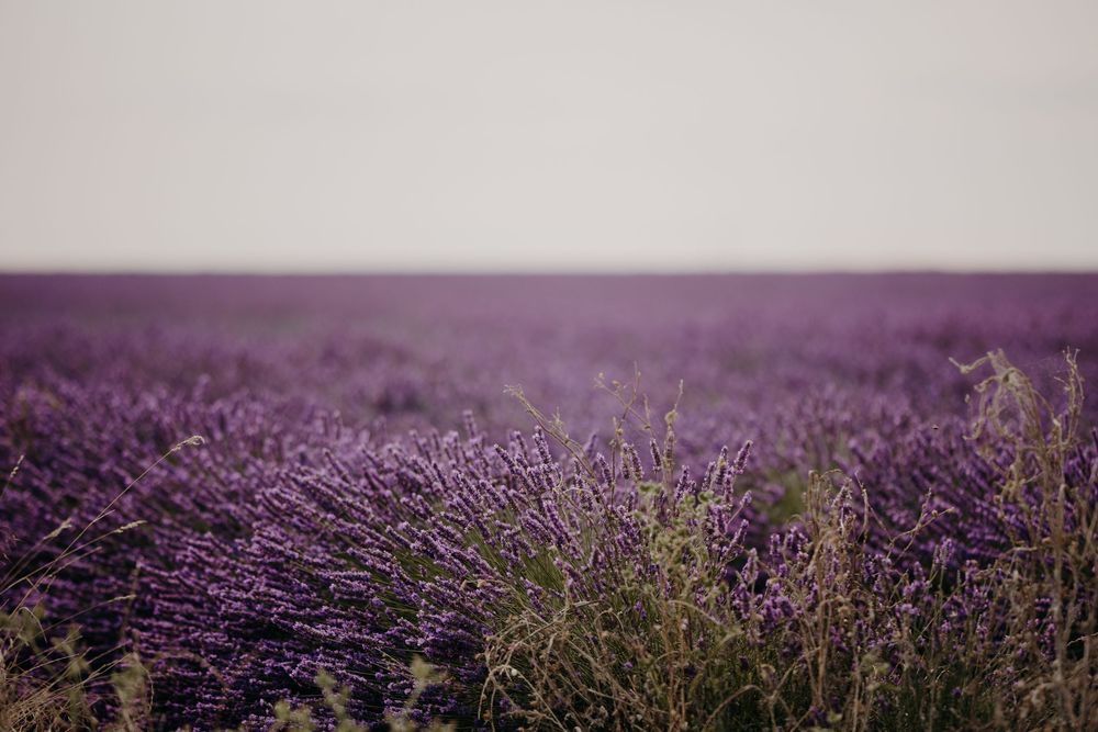 Rows of purple lavender flowers stretch to the horizon under cloudy skies.
