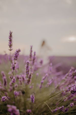 Close-up view of purple lavender flowers swaying in the breeze.