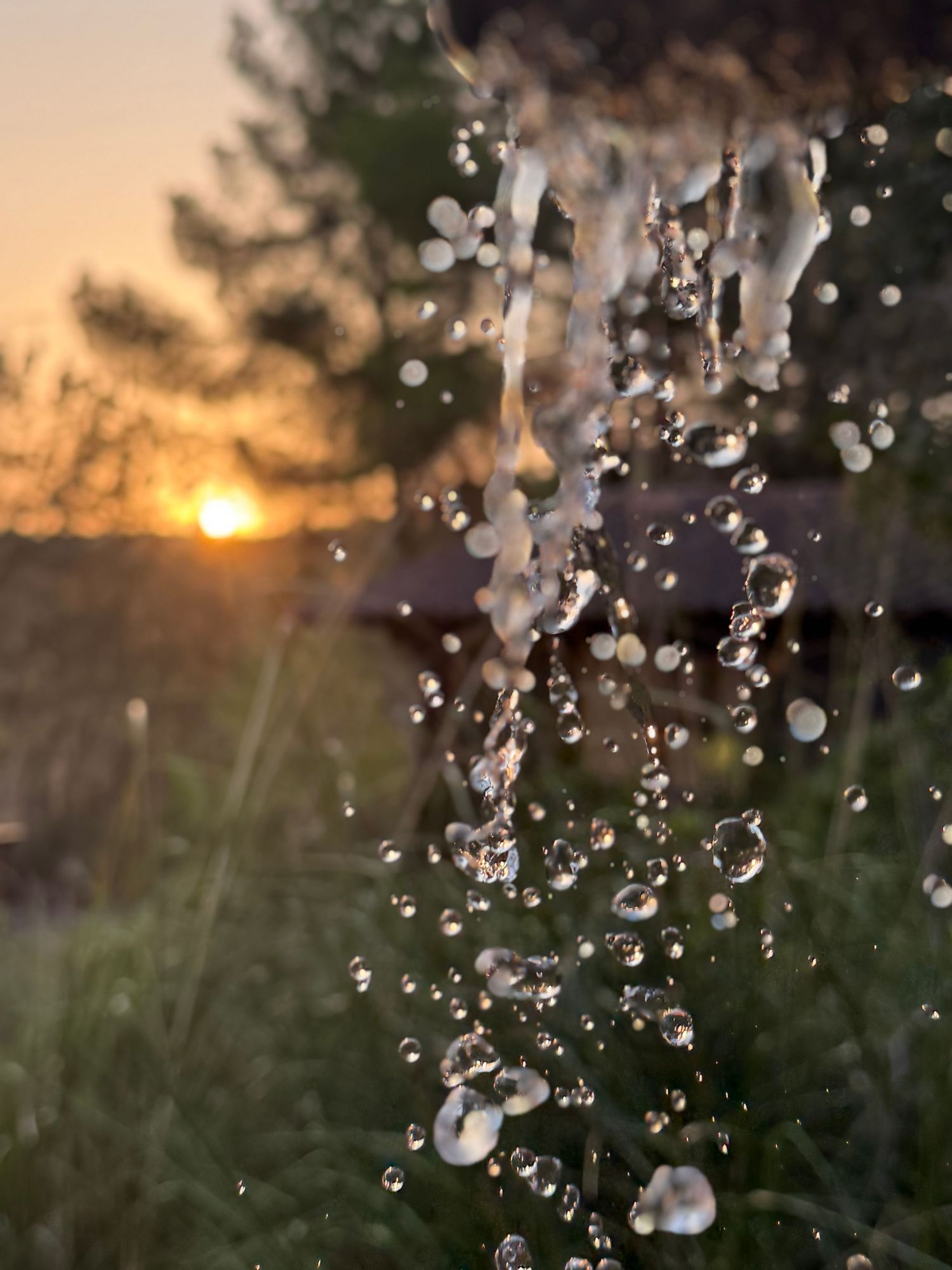 Water droplets falling against a golden sunset with trees silhouetted in the background.