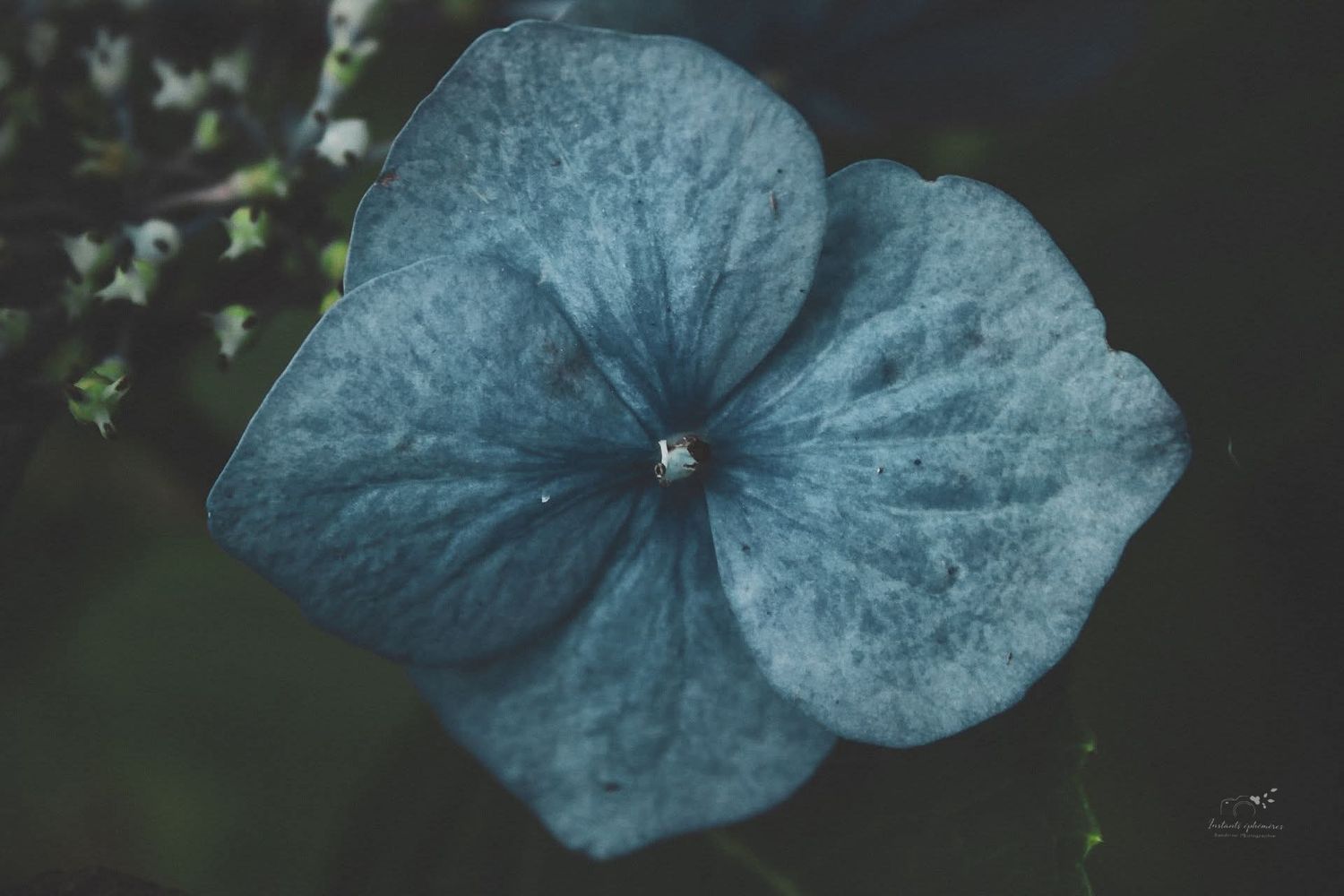 Fleur bleue en macro, photographie artistique de la nature en Hauts-de-France