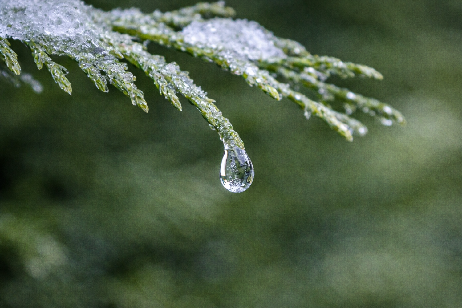 Goutte d’eau suspendue sur branche givrée, nature hivernale, photographie macro