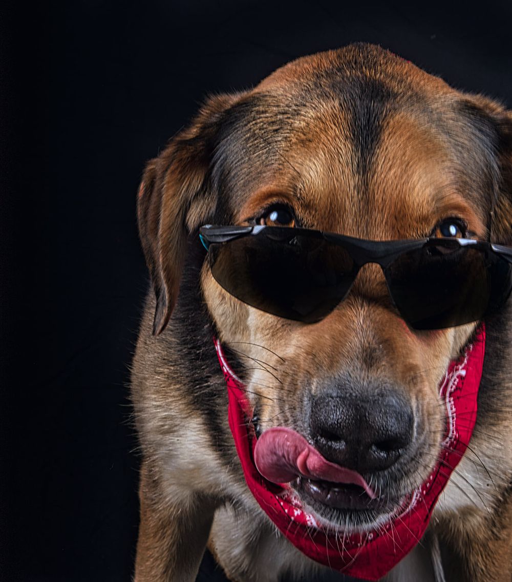Cool dog wearing sunglasses and a red collar smiles at camera against dark background.