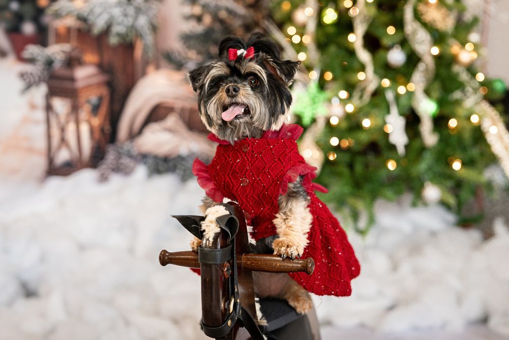 Small black and white dog wearing red sweater poses near antique sewing machine with Christmas tree in background.