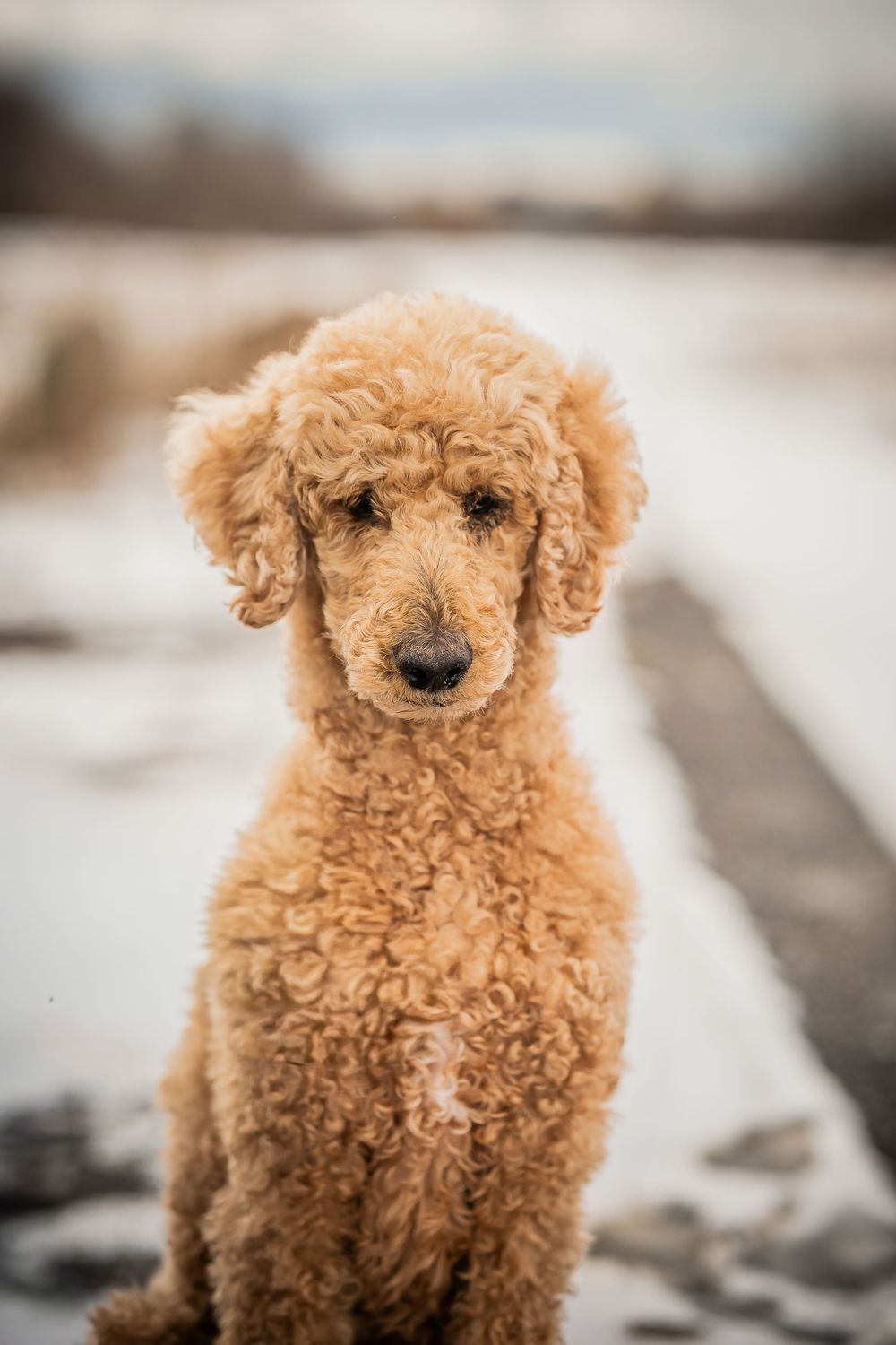 A golden standard poodle puppy with curly fur sits attentively in the snow, looking directly at the camera.