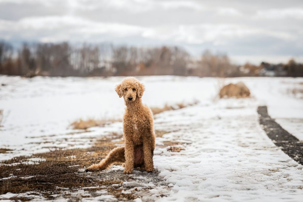 Golden retriever puppy sits in snowy field with winter landscape in the background.