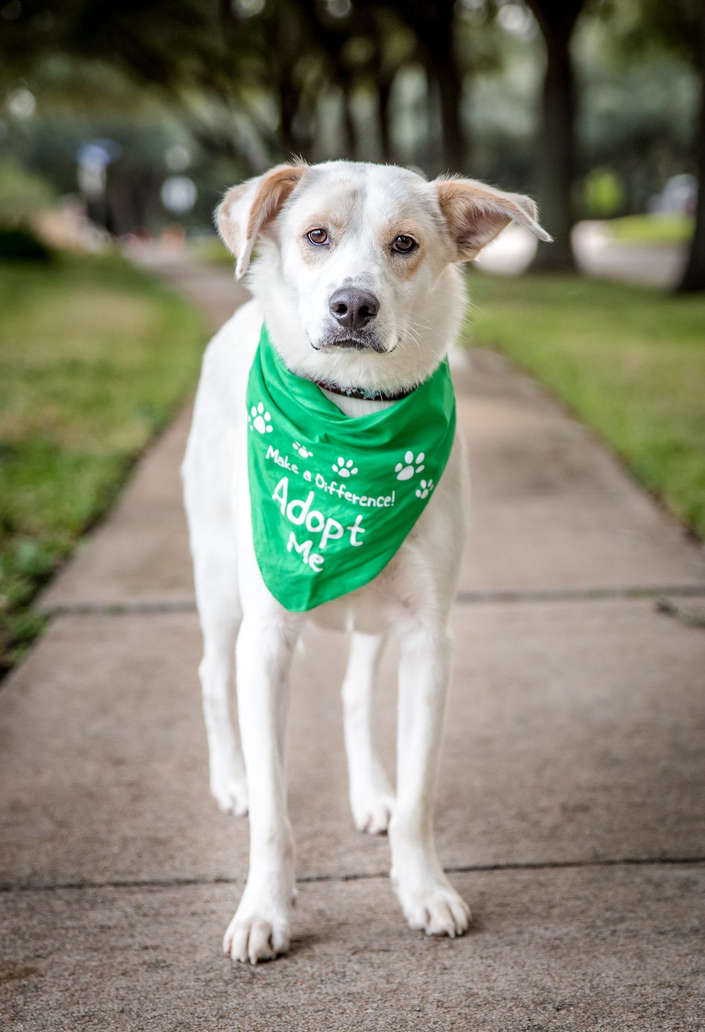Small white dog wearing a bright green bandana walks on concrete path in park setting.