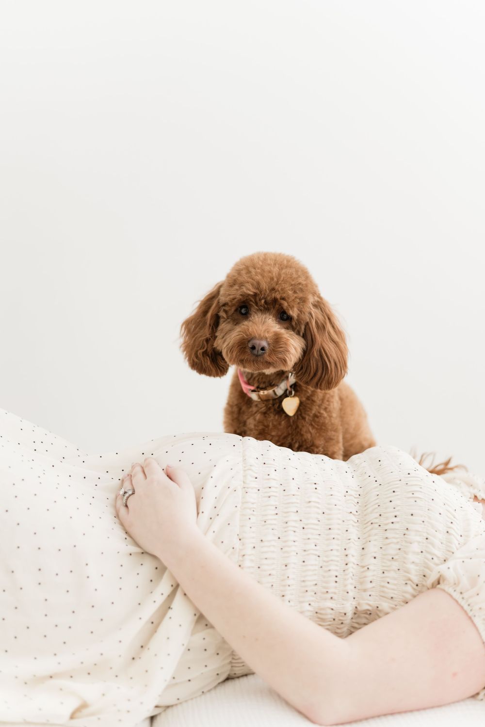 Brown toy poodle sitting on pregnant woman's belly in a white dotted maternity dress.