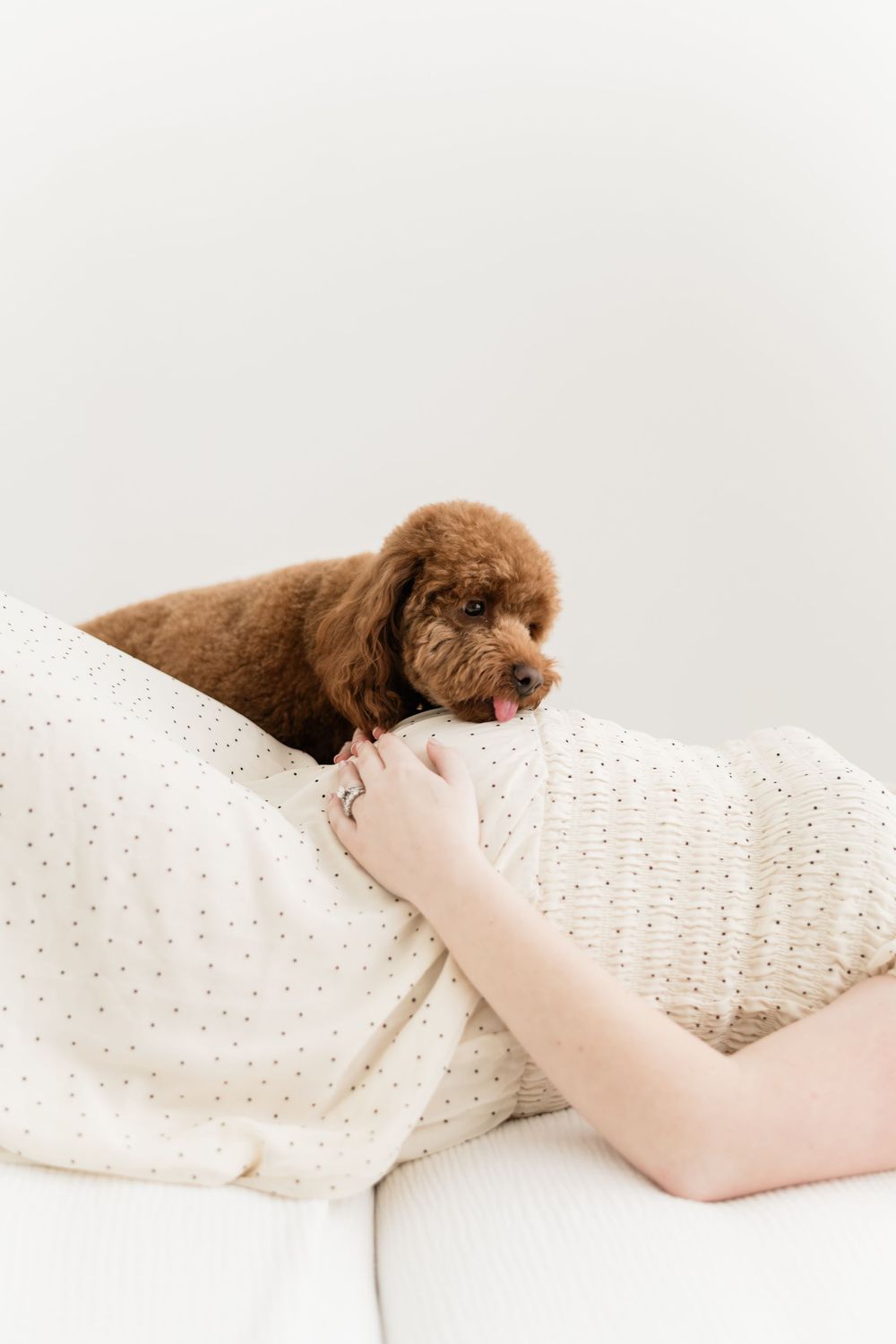 Brown toy poodle resting on pregnant woman's belly while she reclines on a white sofa.