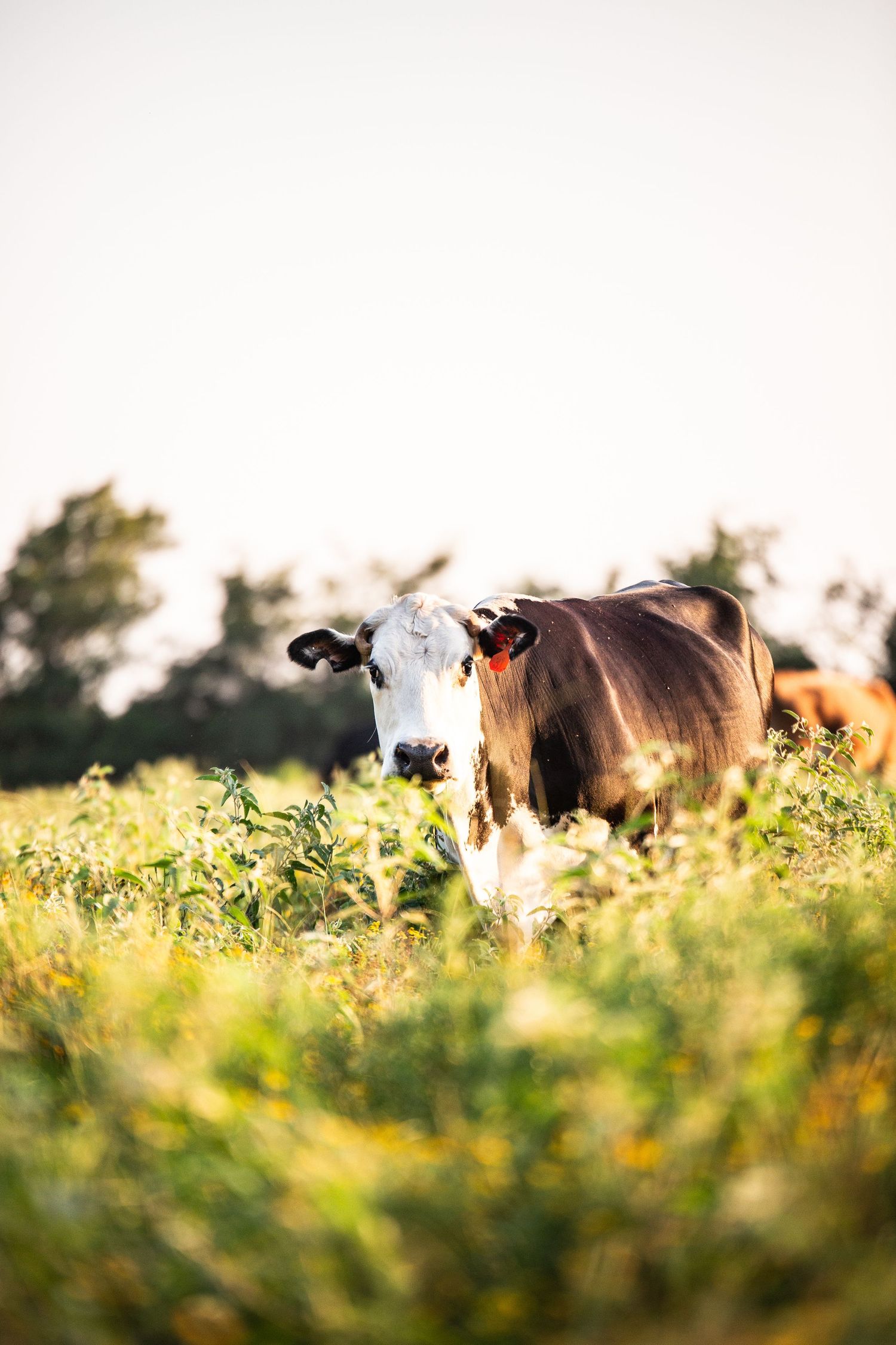 Brown and white cow standing in sunlit meadow during golden hour.