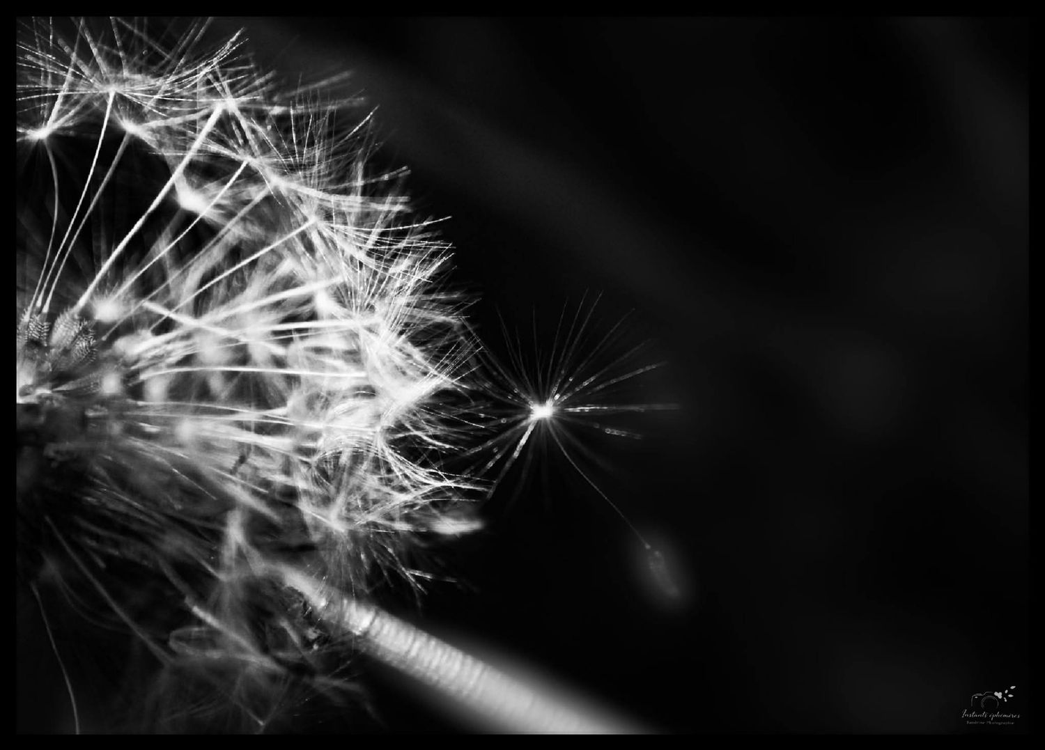 Pissenlit en dispersion, photographie macro et artistique en Hauts-de-France