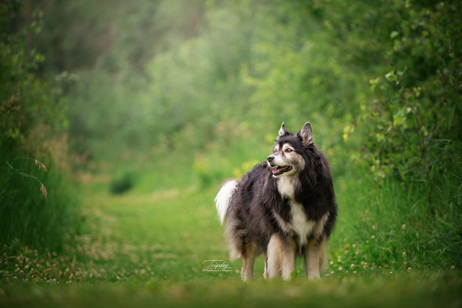 A fluffy Alaskan Malamute stands on a lush green forest path, gazing upward alert.