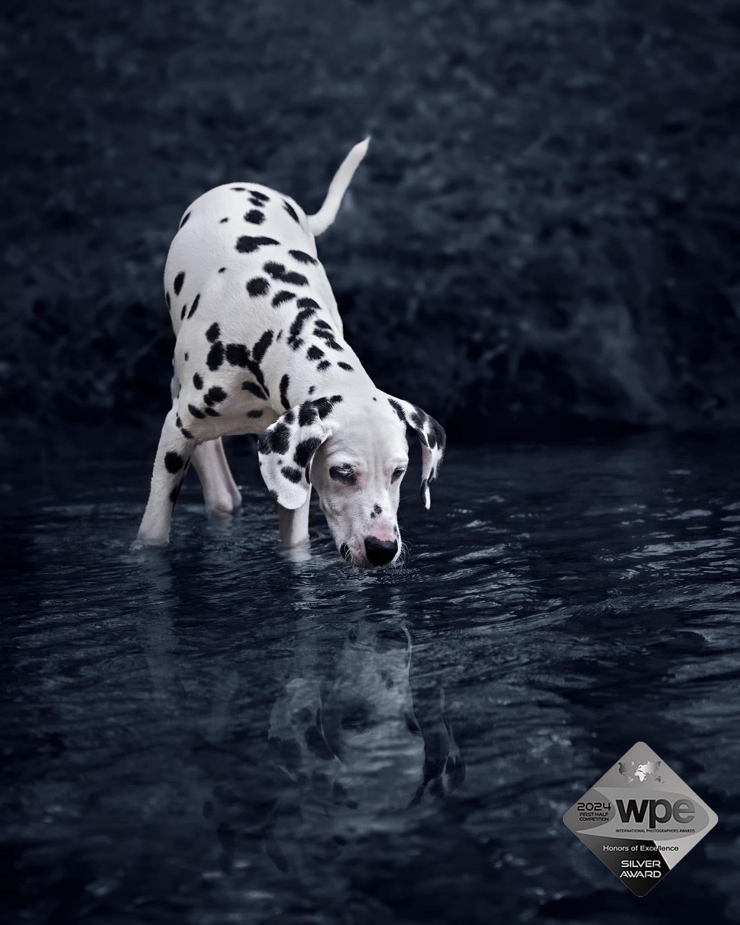 A spotted Dalmatian dog bending down to drink from still water with its reflection visible.