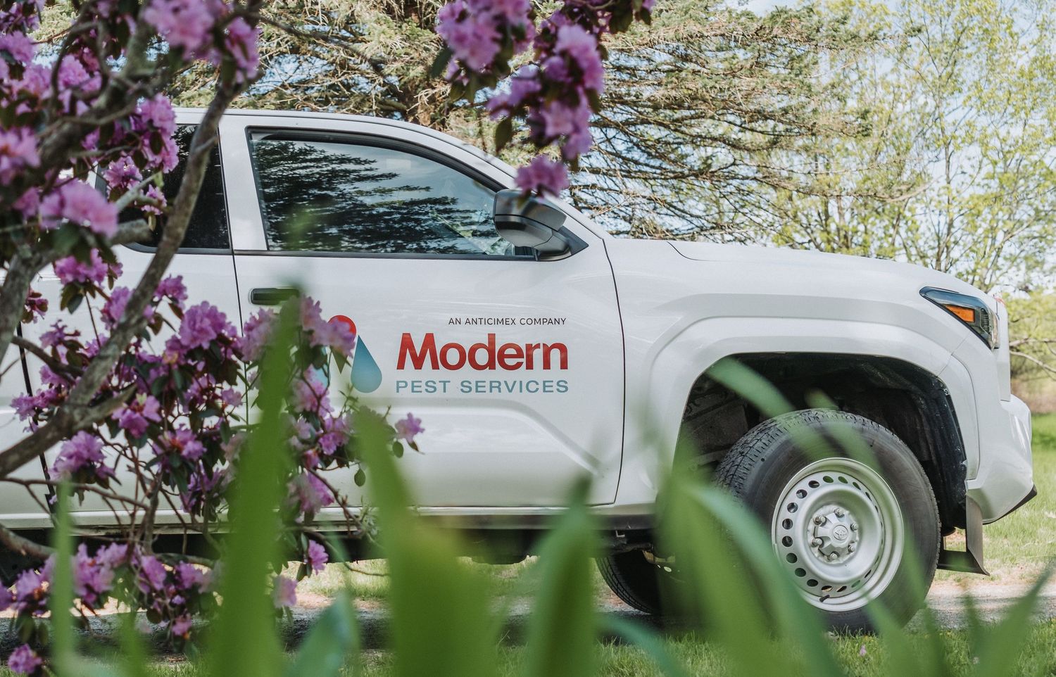 A white Modern Pest Control service vehicle is parked beside blooming purple flowers and green foliage.