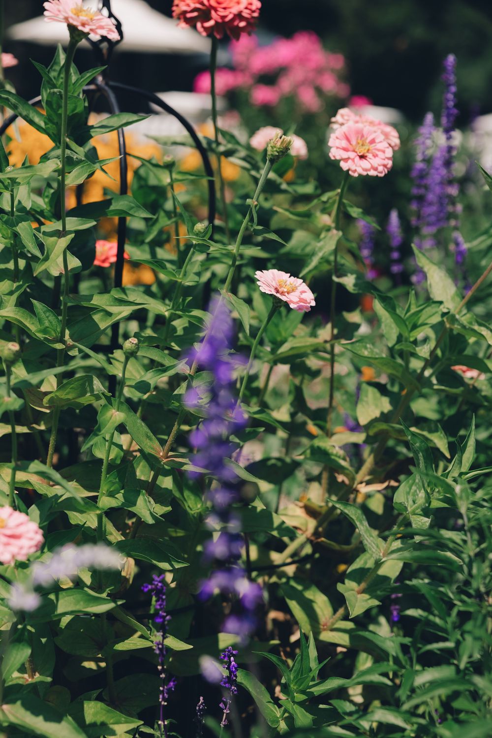 Pink zinnia flowers and purple salvia bloom together in a lush garden setting.