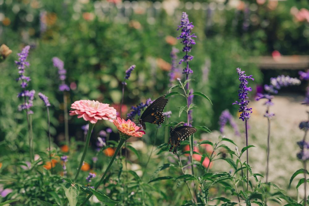 A black swallowtail butterfly perches on a pink zinnia flower among purple salvia blooms in a summer garden.