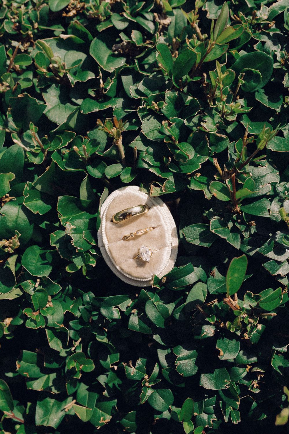 A decorative cream-colored ornament nestled among lush green foliage and leaves.