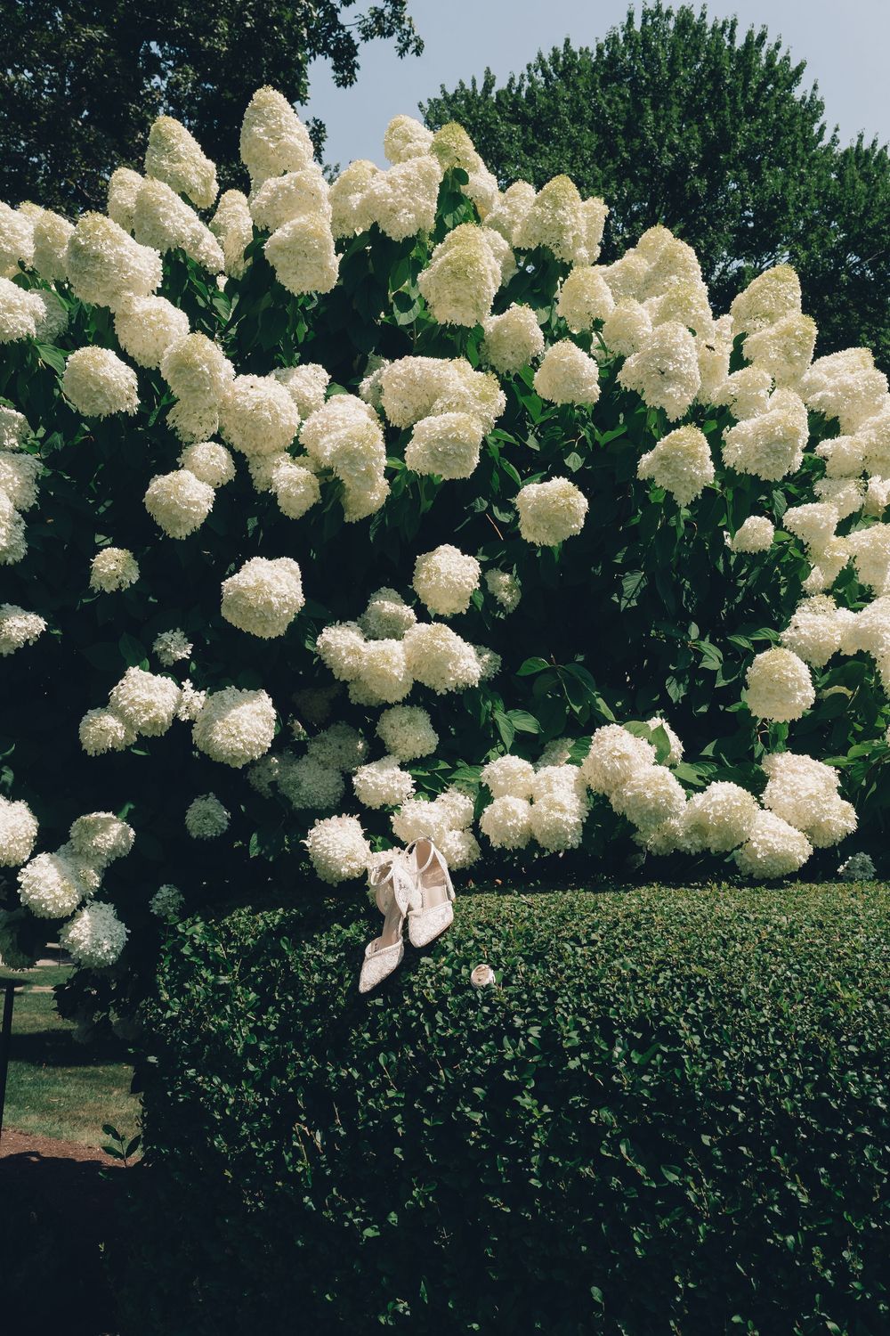 Row of blooming white hydrangea bushes against a green hedge backdrop.