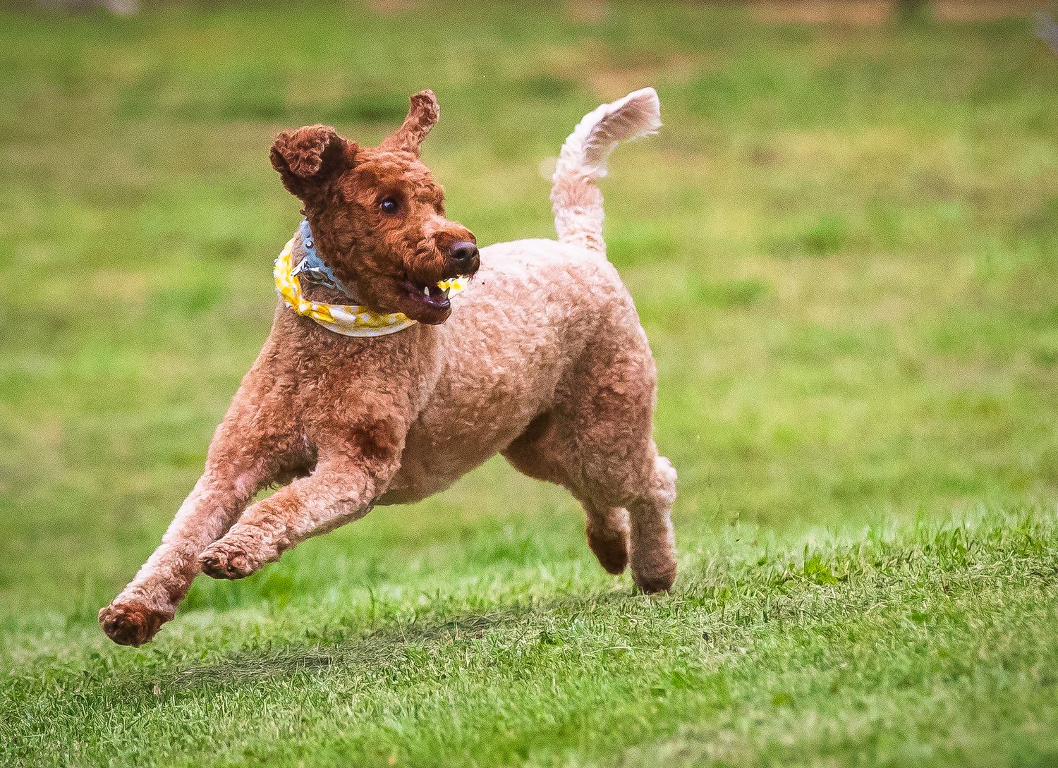 Brown poodle running and jumping on green grass in action sequence.