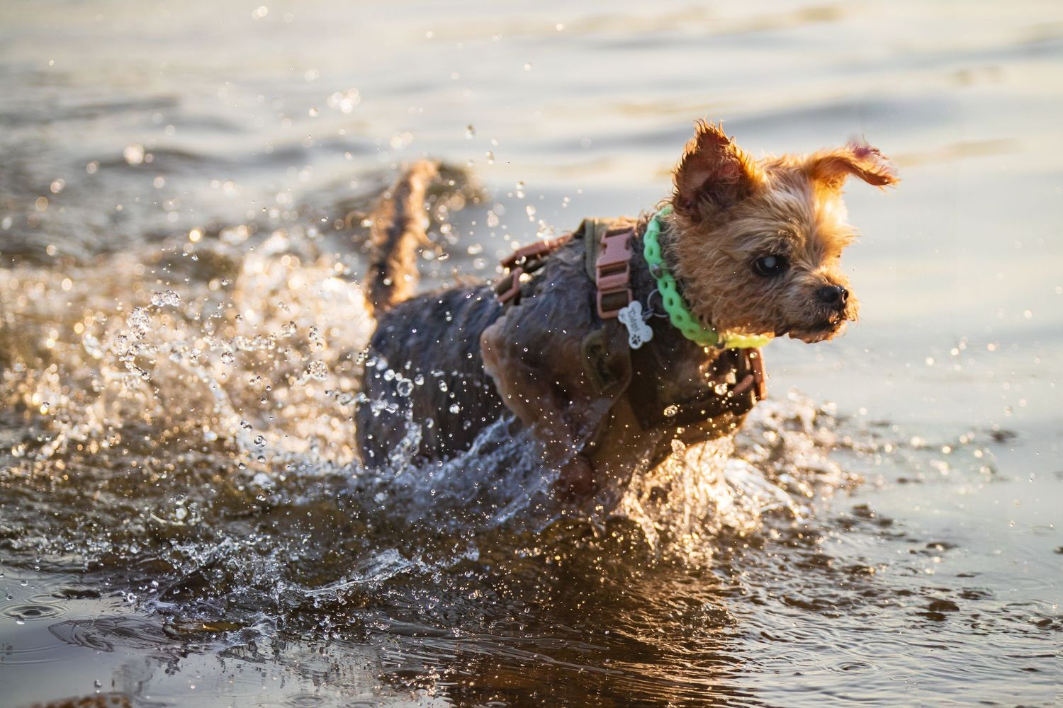 Dog splashing and playing in water with dynamic motion capture.