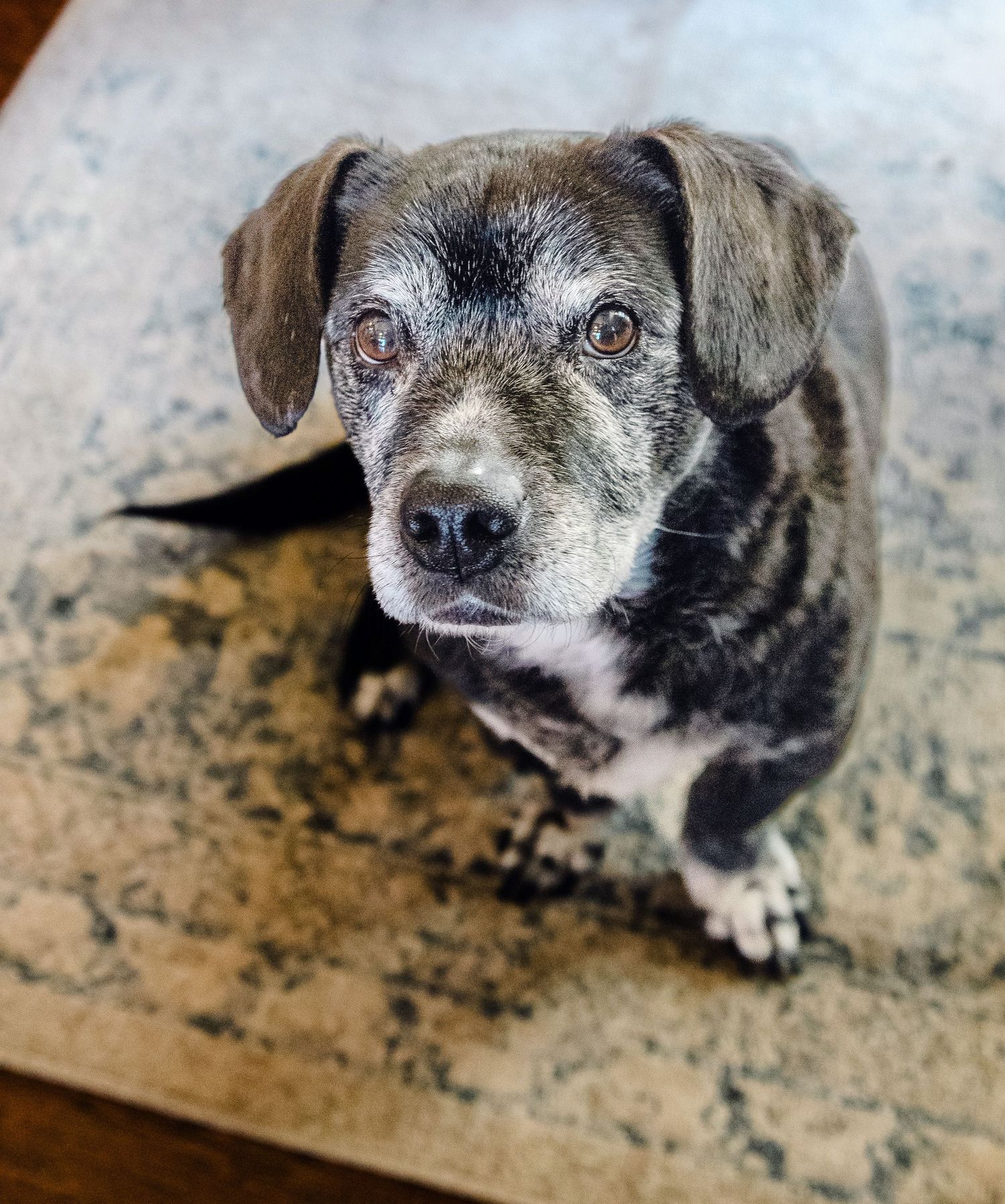 Close-up shots of a small grey dog with expressive eyes looking at the camera from different angles.