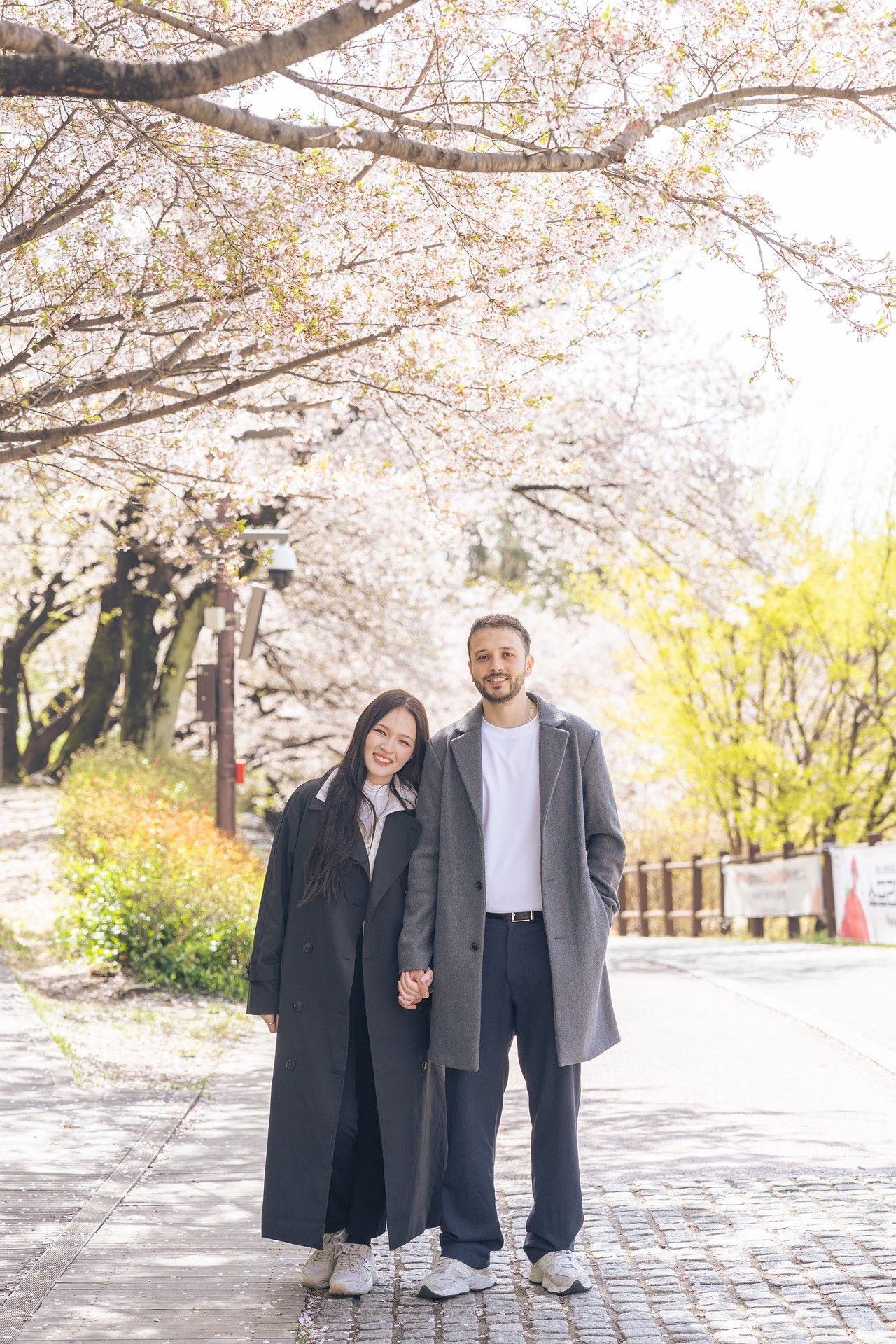 A couple stands beneath blooming cherry blossom trees on a stone pathway during springtime.