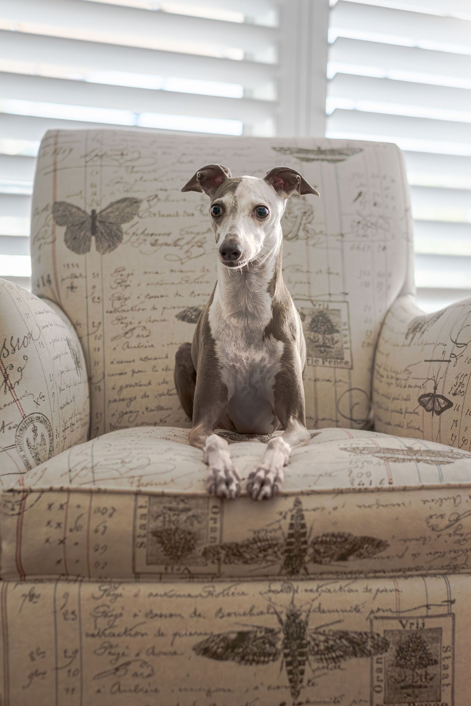 senior dog portrait at home near window light