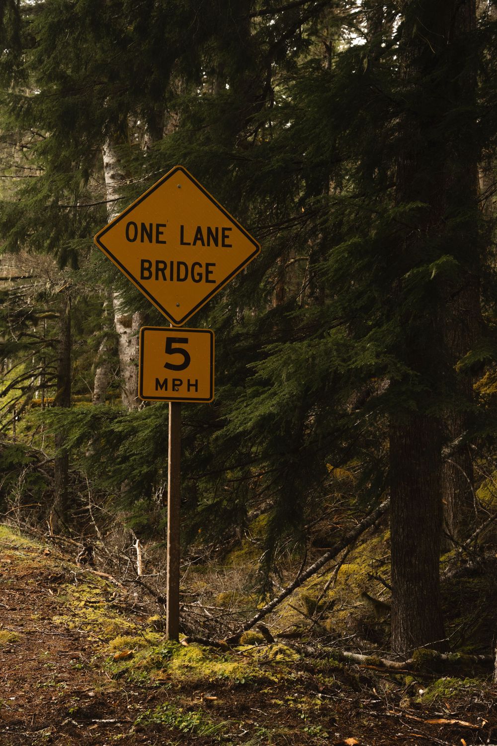 Yellow road signs for one lane bridge and 5 mph speed limit in a forested area.