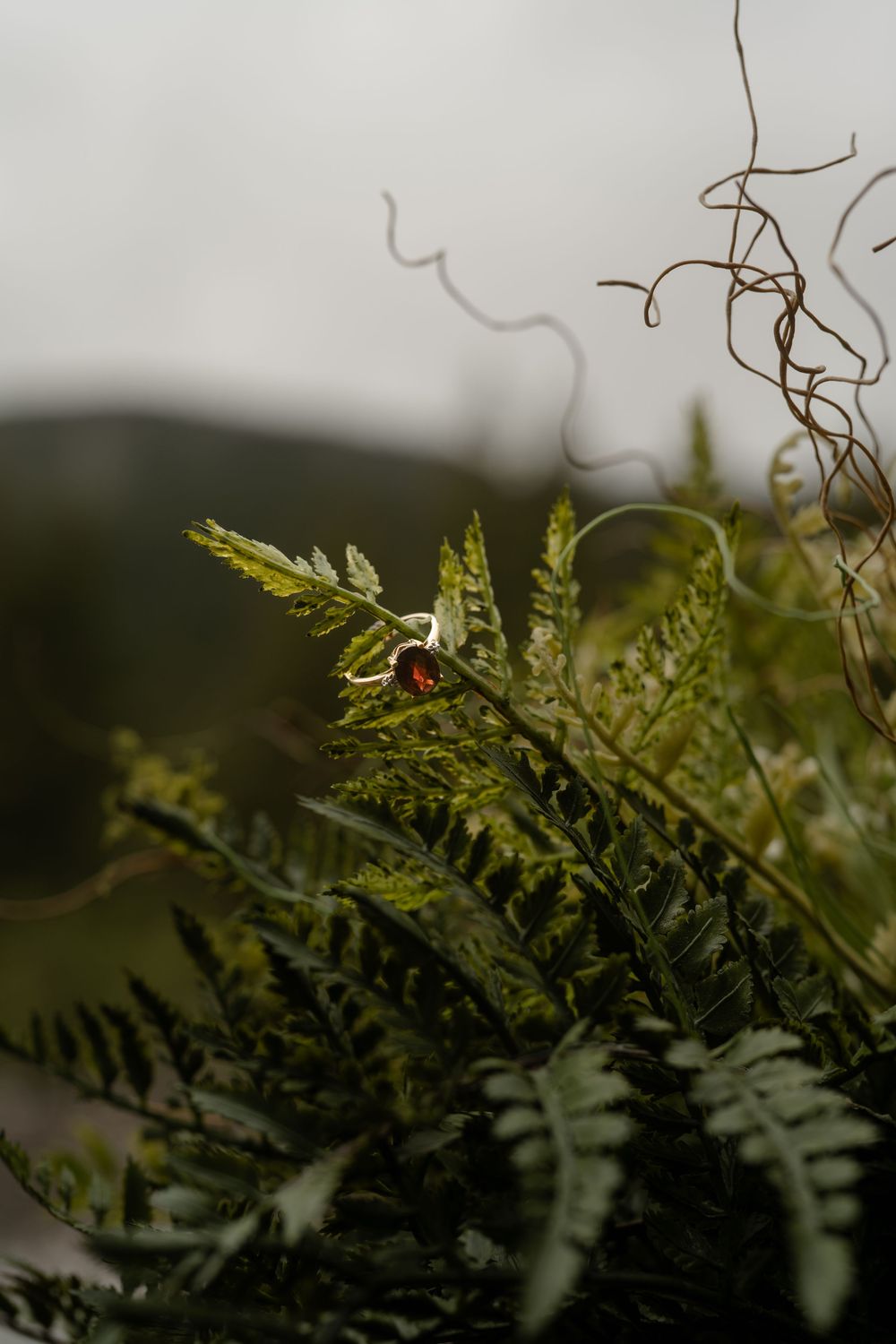 A wedding ring nestled among green ferns with blurred background.