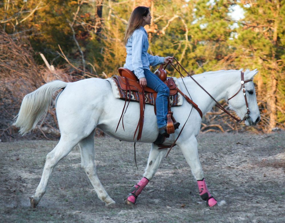 Mt Pleasant equine photographer