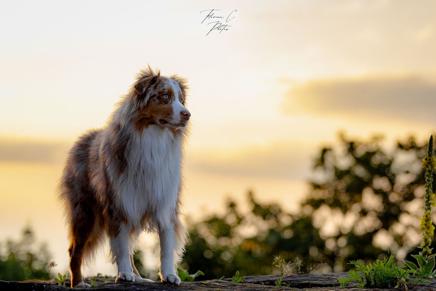 Berger Australien / Château / Coucher de soleil / nature / Alsace