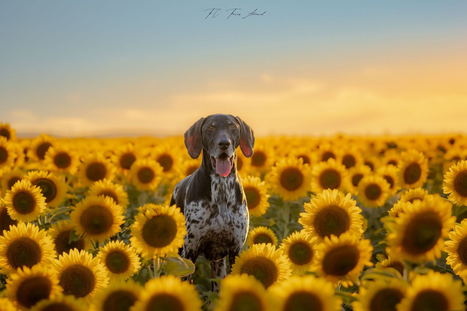 Berger Australien / Château / Coucher de soleil / nature / Alsace