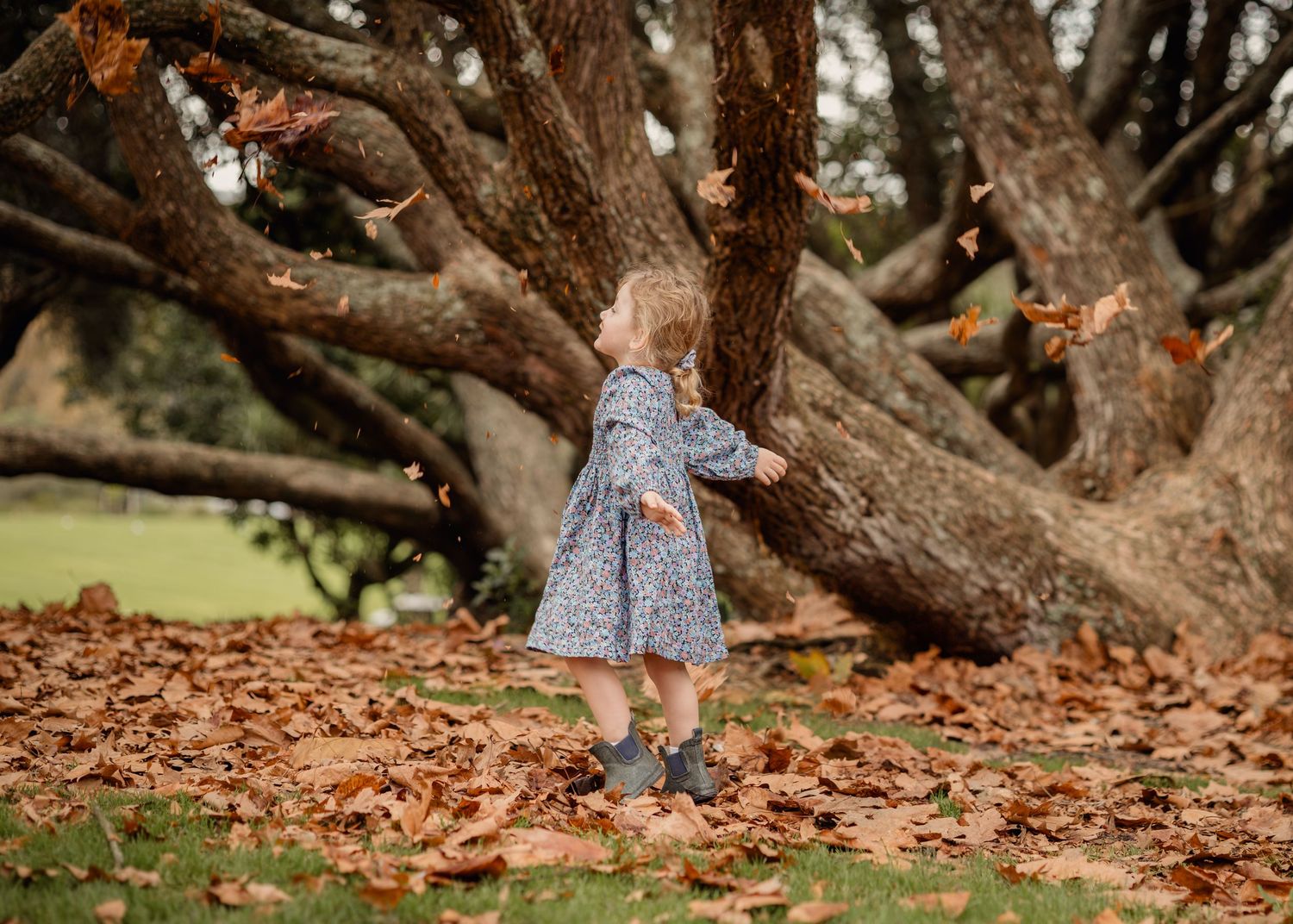 Young girl throws Autumn leaves up over her head and they come falling down. large tree in the background. Autumn leaves on the grass
