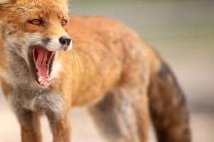 Red fox with open mouth showing teeth in a yawning or snarling expression against blurred natural background.