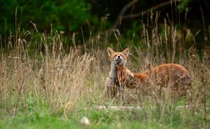 A red fox resting in tall grass and wildflowers in a natural outdoor setting.