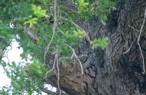 A large tree trunk with dark bark shows signs of decay and damage against a green leafy background.