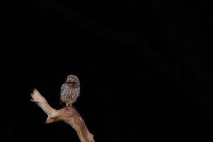 A small owl perches on a wooden branch at night against a dark background.