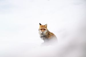 A red fox peeks out from behind snowy white fog in a minimalist winter landscape.