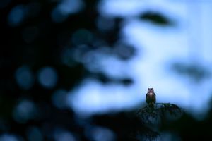 A dark silhouette of a bird perched on a branch against a bright blue and cloudy sky background.