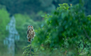 A majestic owl perched on a branch in a lush green forest setting during golden hour.