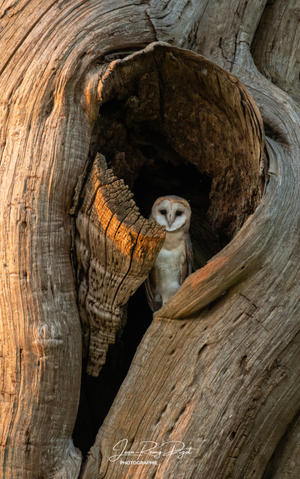 A barn owl perches inside a hollow tree trunk illuminated by warm sunlight filtering through the wood.
