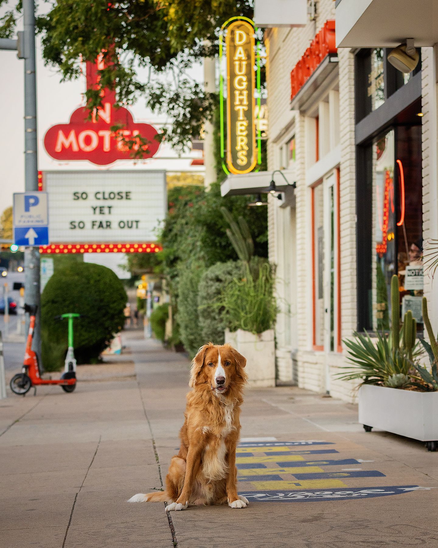 A fluffy reddish dog sits in front of the iconic sign of the Austin Motel on South Congress Avenue in Austin, Texas.