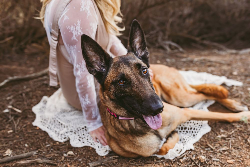 A German Shepherd dog rests on white lace fabric in a natural outdoor setting.
