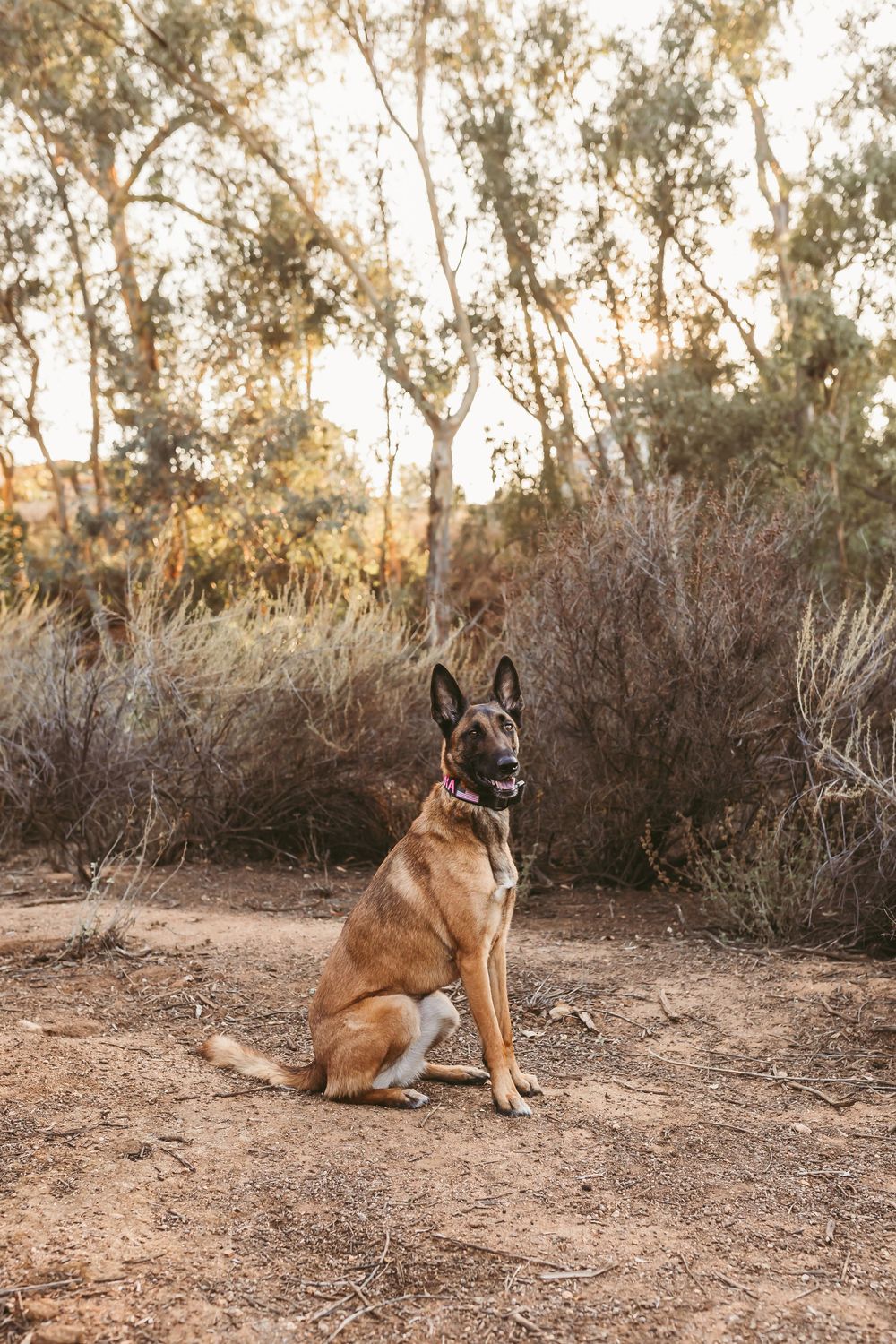 Belgian Malinois dog rests on dirt ground surrounded by brush and trees during golden hour.