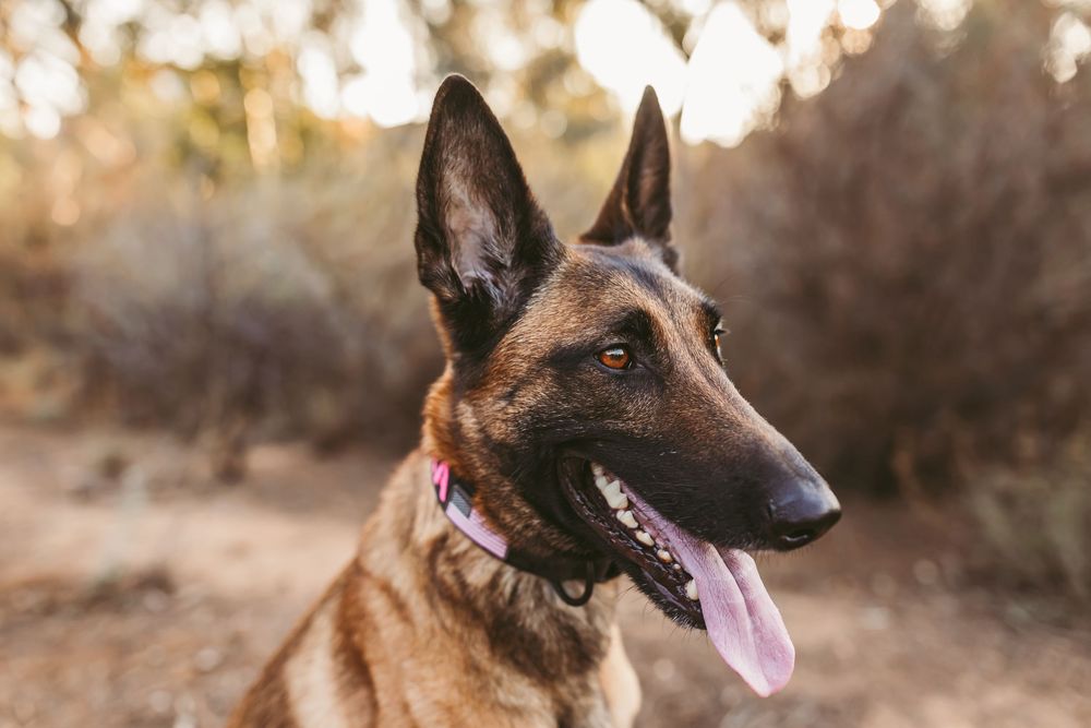 Belgian Malinois dog with alert ears and tongue out poses in golden sunset light against natural outdoor background.