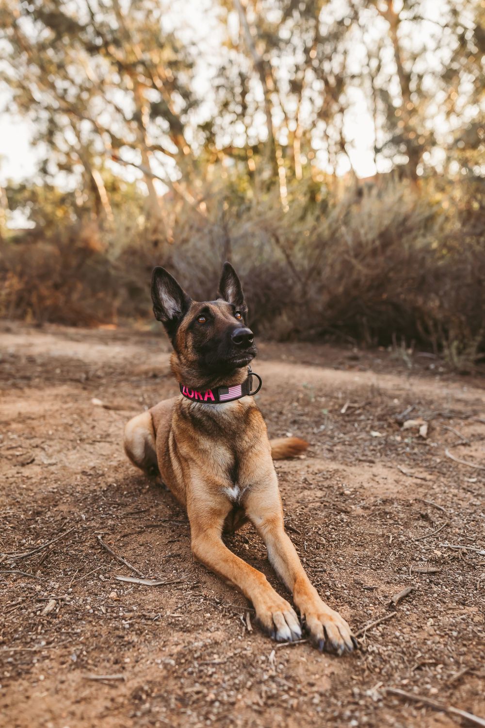 Belgian Malinois puppy in training collar sits attentively on dirt path surrounded by autumn foliage.
