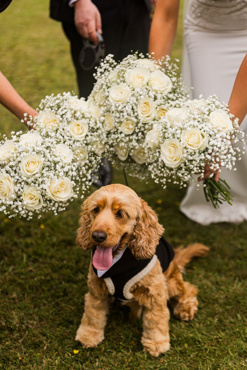 Playful brown dog investigating elegant white rose and baby's breath wedding bouquet outdoors.